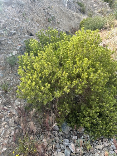 Peucephyllum schottii