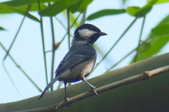 Parus cinereus