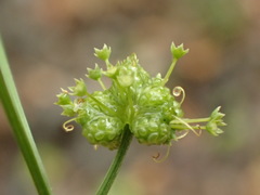 Sanicula tuberosa