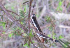 Macrotona mjobergi