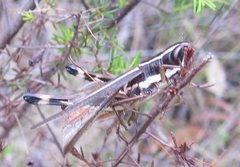 Macrotona mjobergi