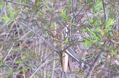 Macrotona mjobergi