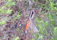 Macrotona mjobergi