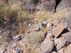 Enneapogon desvauxii