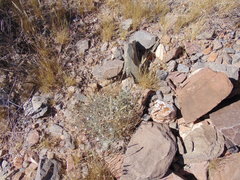 Enneapogon desvauxii