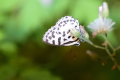 Castalius rosimon