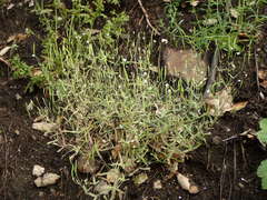 Meconella denticulata