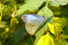 Appias libythea
