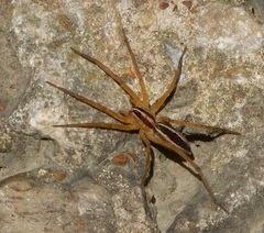 Rabidosa rabida