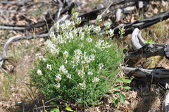 Astragalus reventiformis