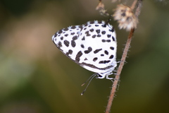 Castalius rosimon