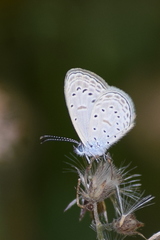 Zizula hylax