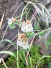 Phacelia malvifolia