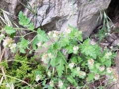 Phacelia malvifolia