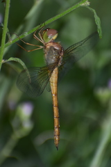 Tholymis tillarga