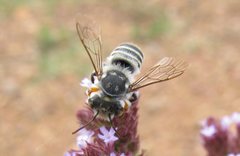 Megachile macularis