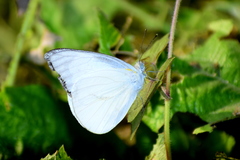 Appias libythea