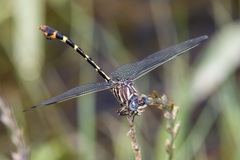 Phyllogomphoides stigmatus