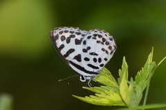 Castalius rosimon