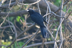 Eudynamys scolopaceus