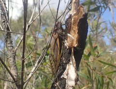 Macrotristria angularis