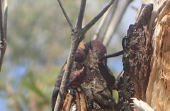 Macrotristria angularis