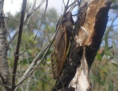 Macrotristria angularis