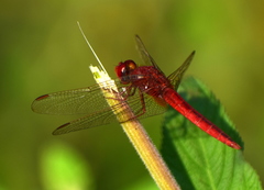Crocothemis servilia