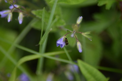 Cauchas fibulella
