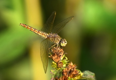 Brachythemis contaminata