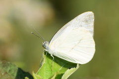 Appias libythea