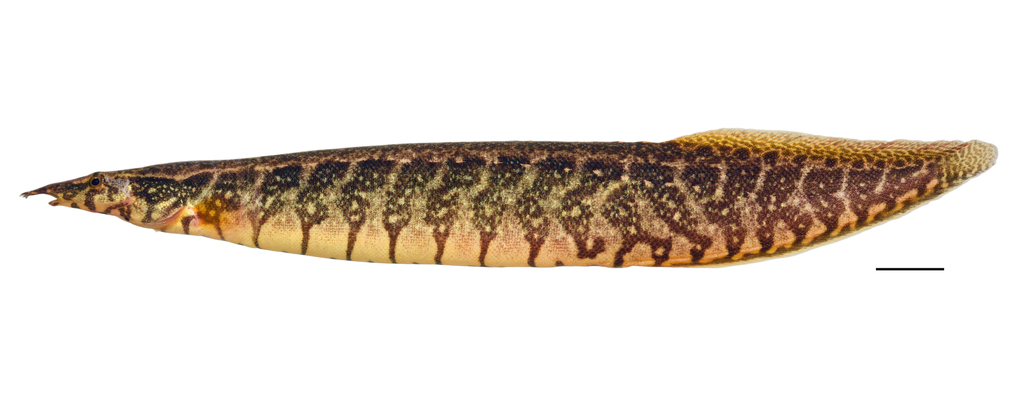 Belted spiny eel (Macrognathus circumcinctus) — Mastacembelidae