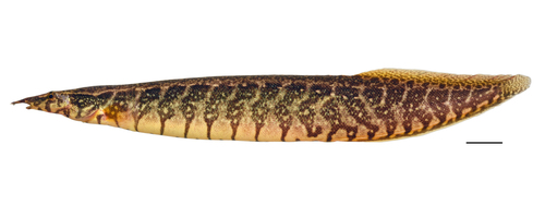 Belted spiny eel (Macrognathus circumcinctus) — Mastacembelidae