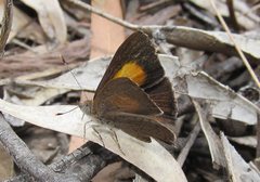 Paralucia pyrodiscus