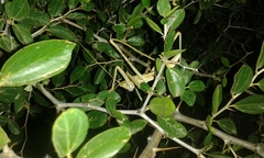 Saga ornata