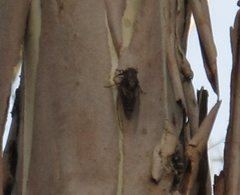 Auscala spinosa