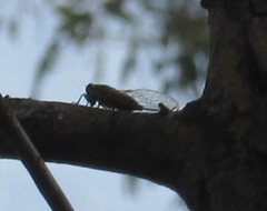 Auscala spinosa