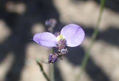 Comesperma defoliatum