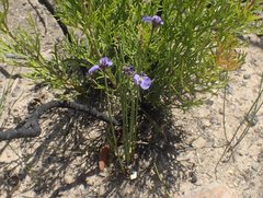 Comesperma defoliatum