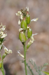Astragalus reventiformis