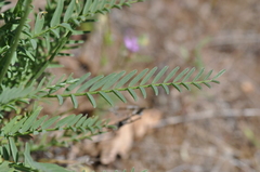 Astragalus reventiformis