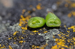 Astragalus reventiformis
