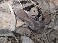 Diplodactylus vittatus