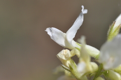Astragalus reventiformis