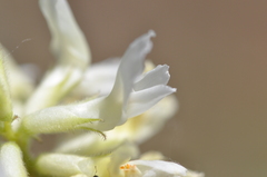 Astragalus reventiformis