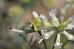 Astragalus reventiformis