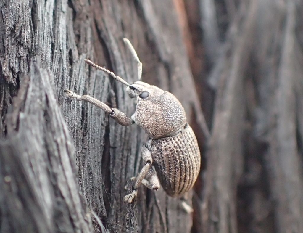 Polyphrades