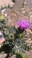 Cirsium rhaphilepis