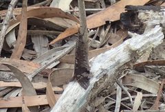 Glenoleon pulchellus