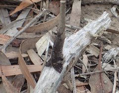 Glenoleon pulchellus